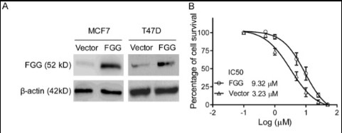 FGG promotes breast cancer cell survival and proliferation.jpg